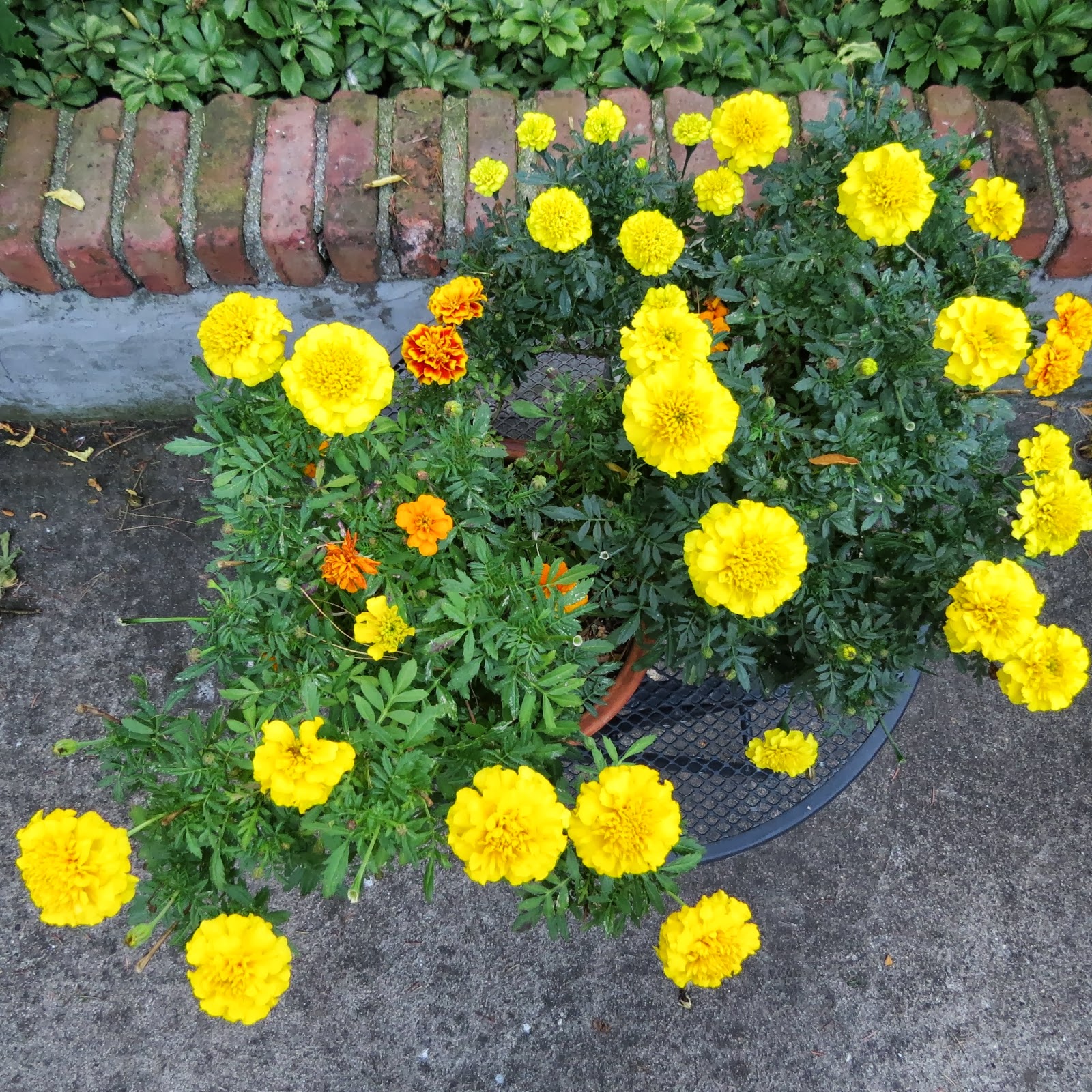 Things To Do With Marigolds
