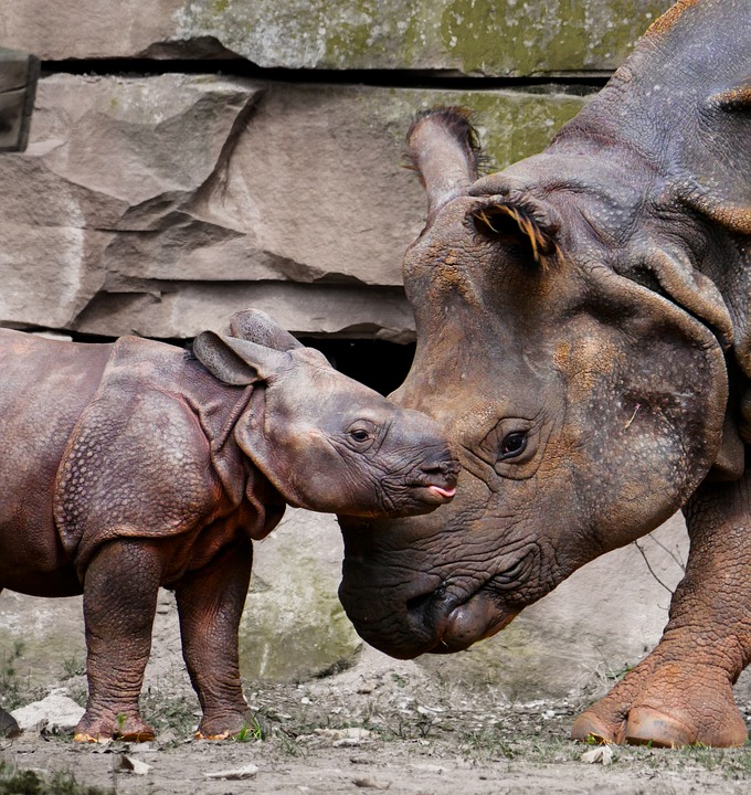 Kelly's Classroom Online: Fun Facts About Rhinoceroses