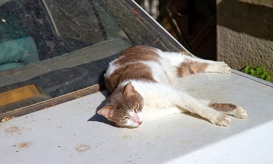 cat sleeping on car