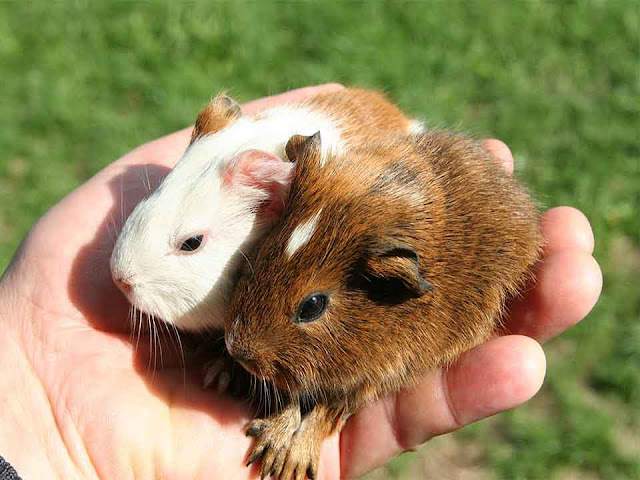 himalayan guinea pig, indoor guinea pig cage, guinea pig price