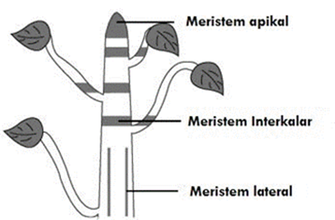 Mengapa kayu lebih tebal daripada kulitnya? - Biologine Pak Mycunk