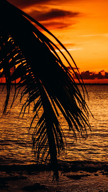 Palm Tree Beach Sunset HD Wallpaper