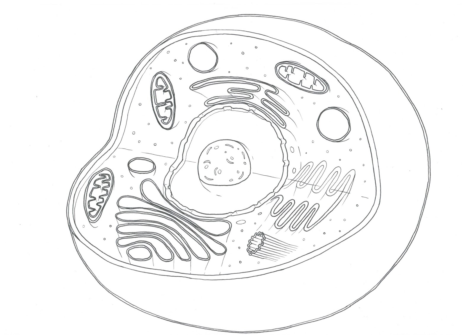 ilustraciones de dibujo vectorial estructura esquemática de la célula  animal 2624167 Vector en Vecteezy