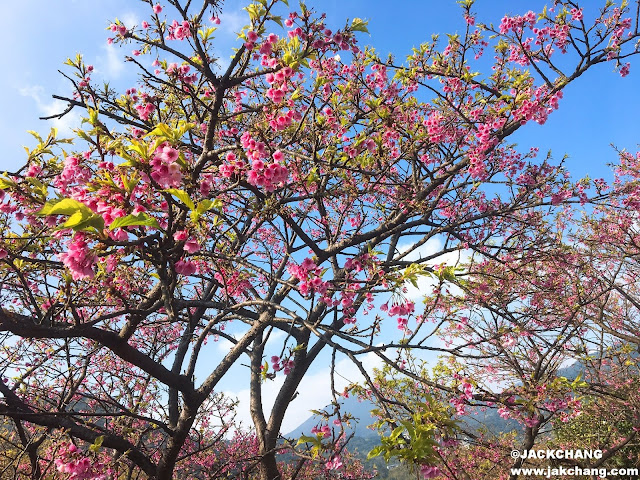 Cherry blossoms