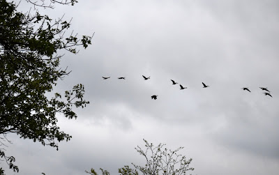 Geese in sky