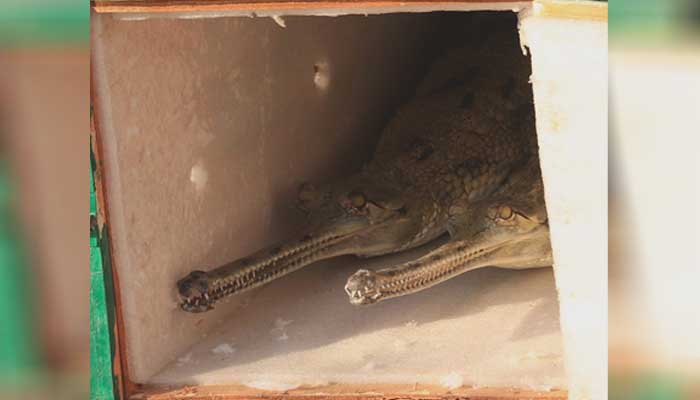 Gharial, Gavialis Gangeticus, Chambal river, Upstream, National Chambal Gharial, Wildlife Sanctuary in Morena, Wildlife, The wildlife india,