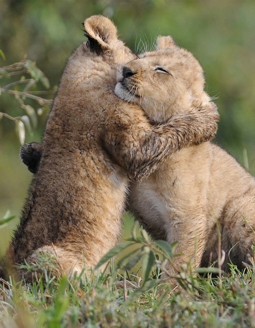 Cute Animals: Hugs!)))))))))