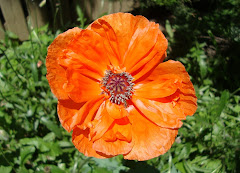 Last blooming poppy...