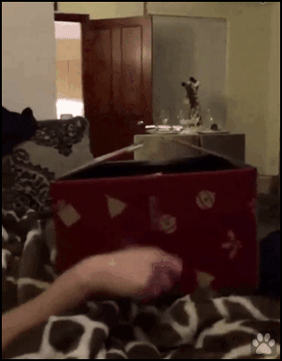 Manipulated Cat GIF • Funny amazing mechanical Cat jumping out of box Back and forth Manipulated Cat GIF • Funny amazing mechanical Cat jumping out of box Back and forth