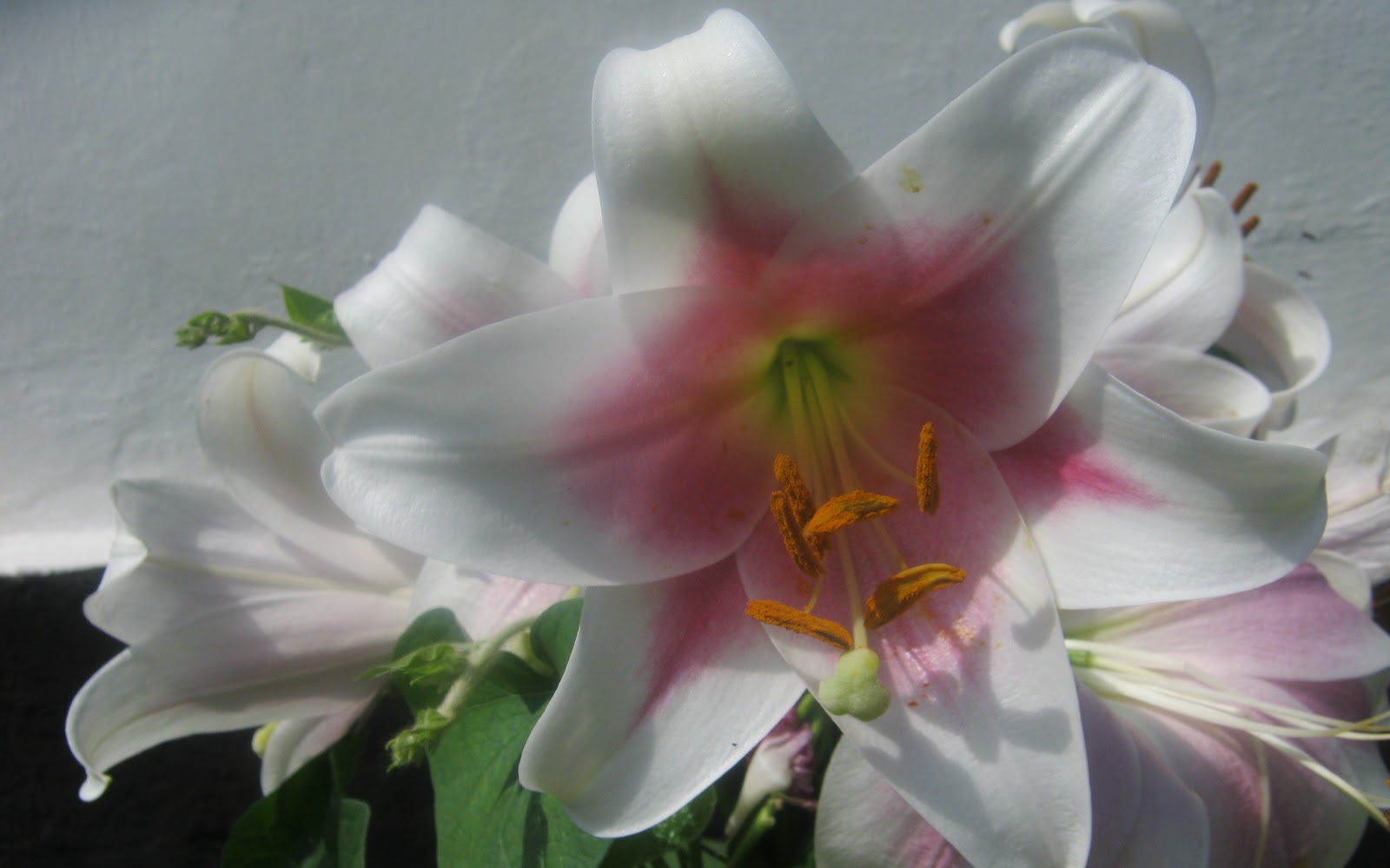 Святая праведная праматерь лия. Имя лилия в православии. Происхождение имени лилия. Имя лилия в православии. Св мученица лидия икона.