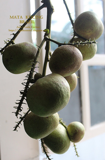 Buah Mata Kucing Brazil