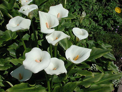 Jarro ou Copo-de-leite (Zantedeschia aethiopica) - Klima Naturali™