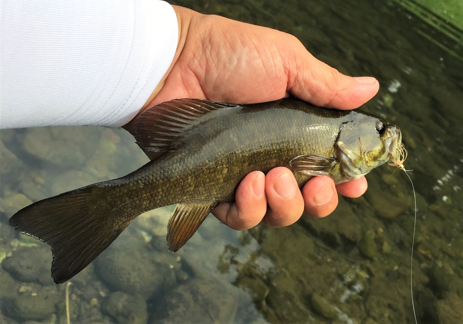 成木川堰上プールでバスの派手なボイル 名栗川の釣り 里川のテンカラ釣り Tenkaratrain