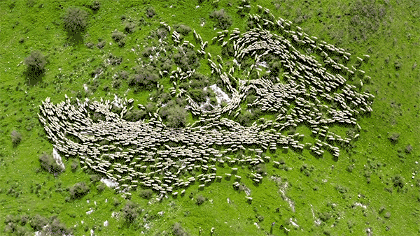 Sheep herding movements