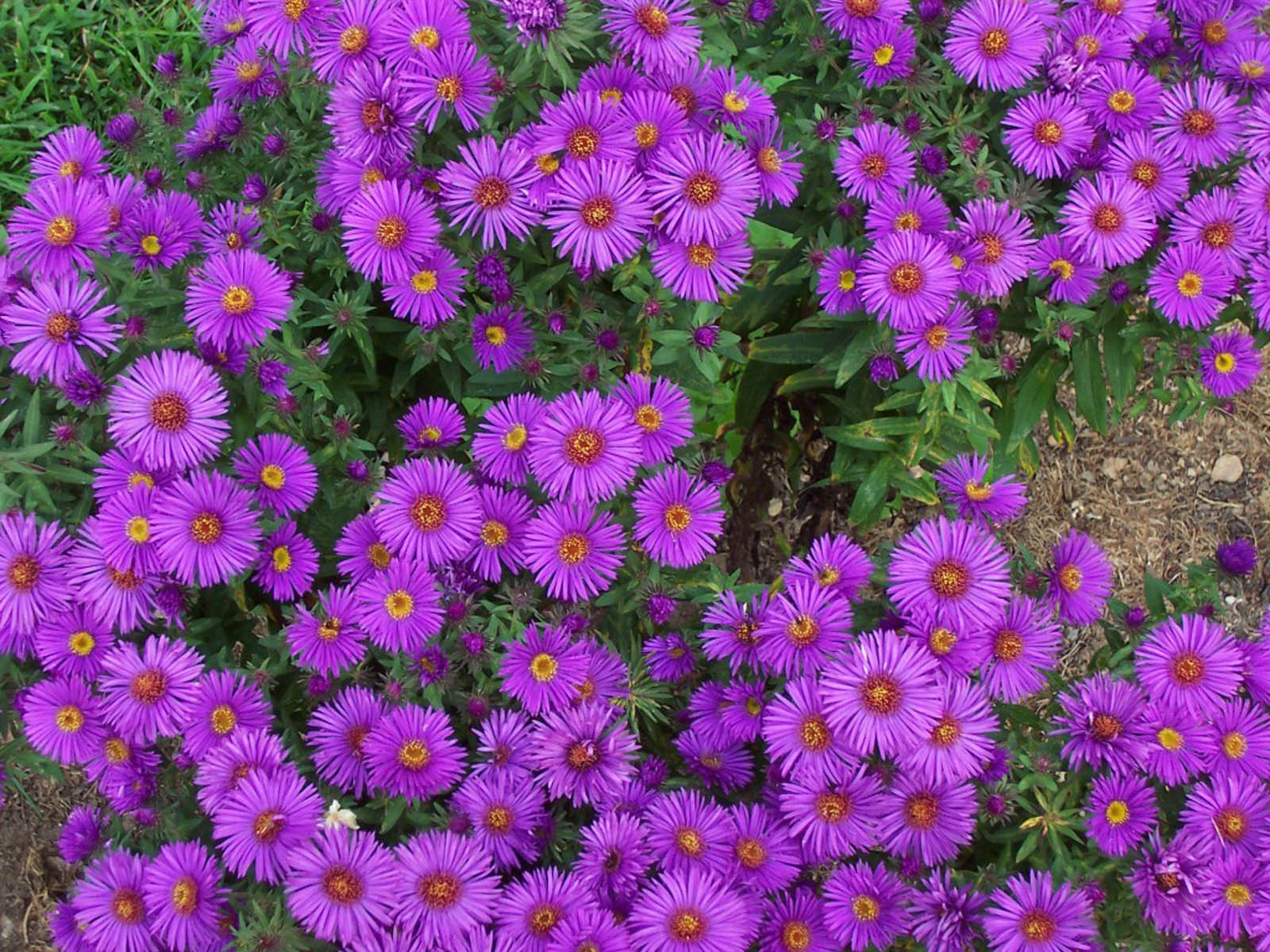 aster flowers wallpapers