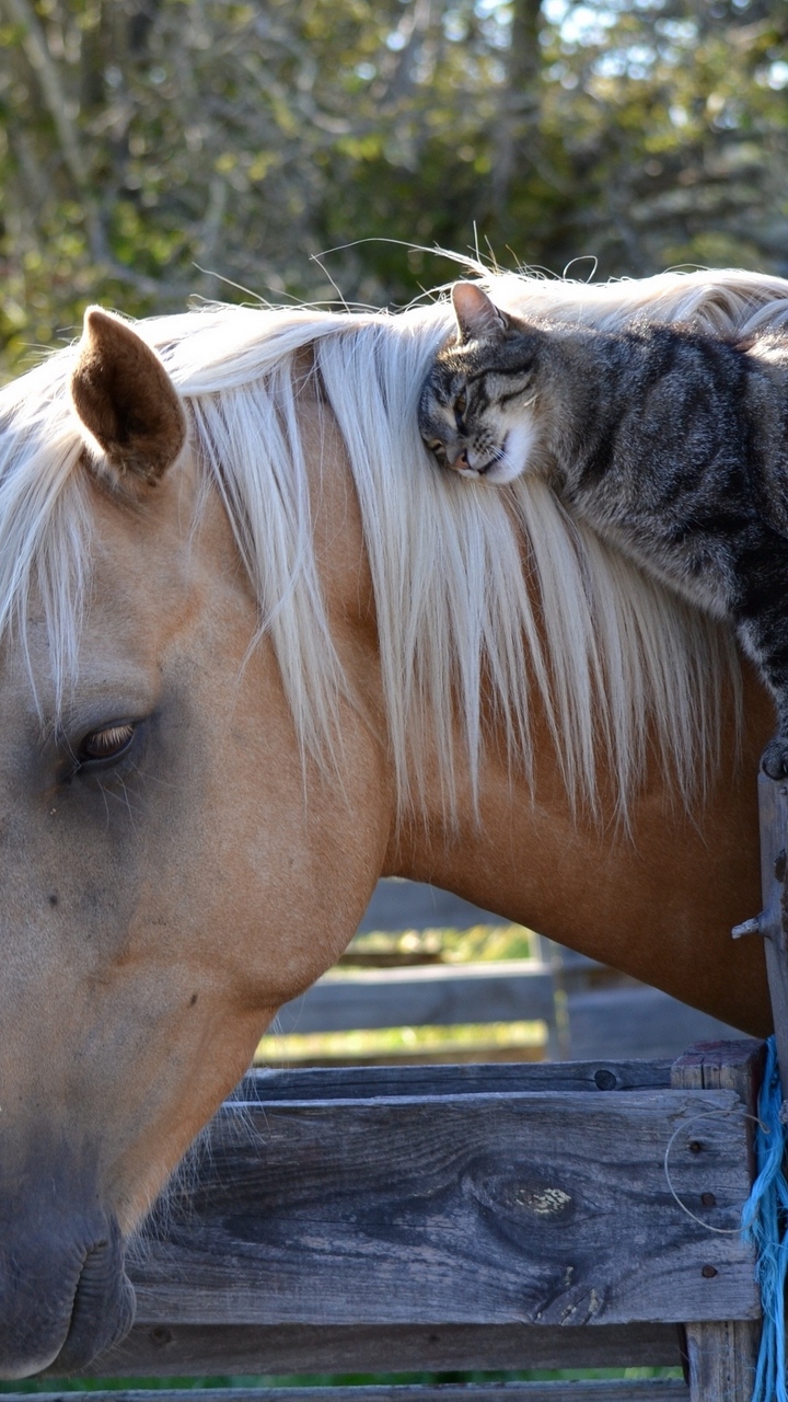 Tình Yêu Ngựa Và Mèo