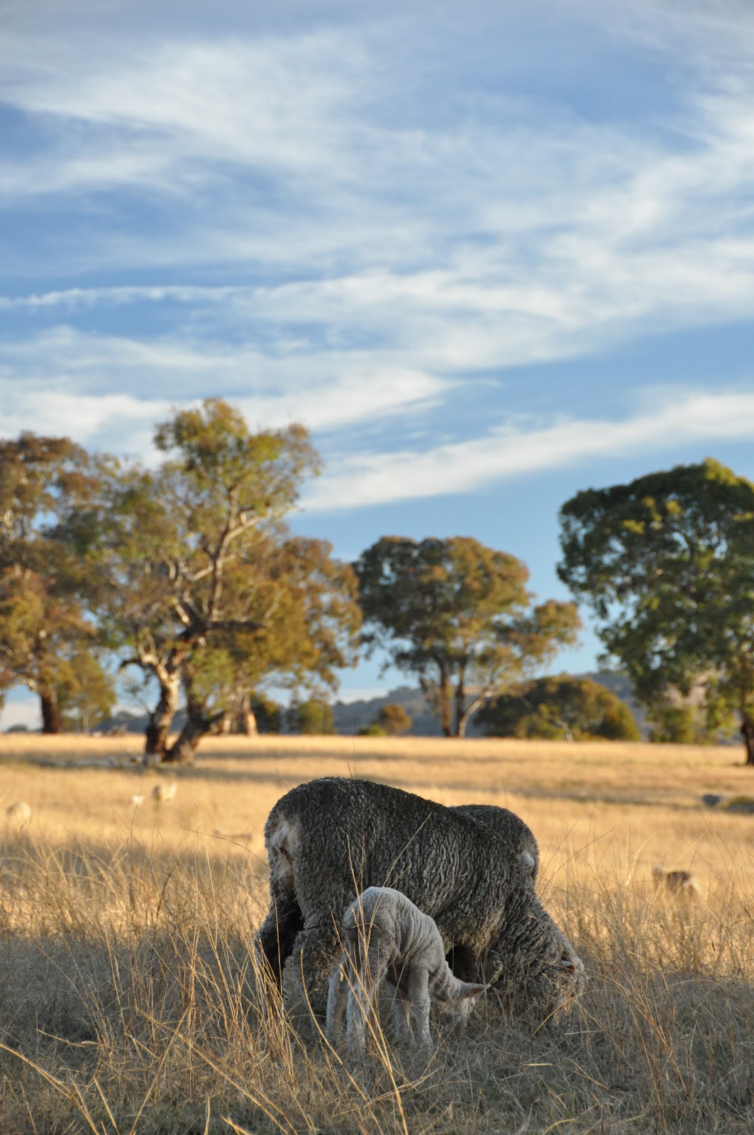 Imagery from Life Lamb Marking