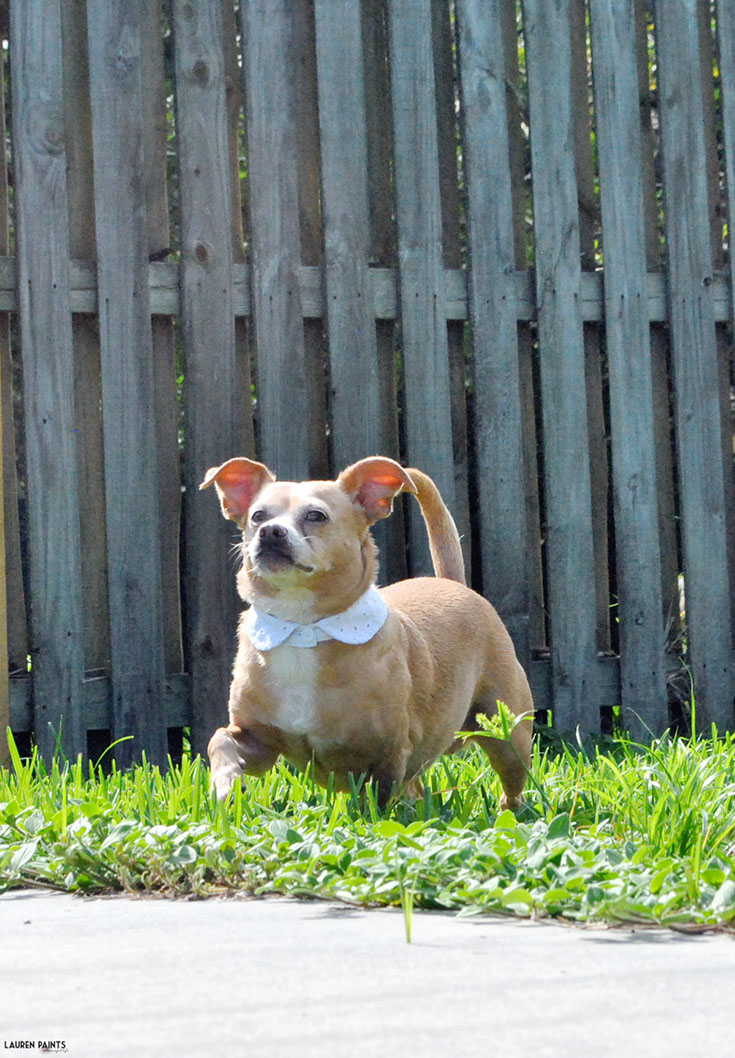 Share a little Funshine and make an adorable DIY designer dog shirt collar in minutes! #ShareFunshine 