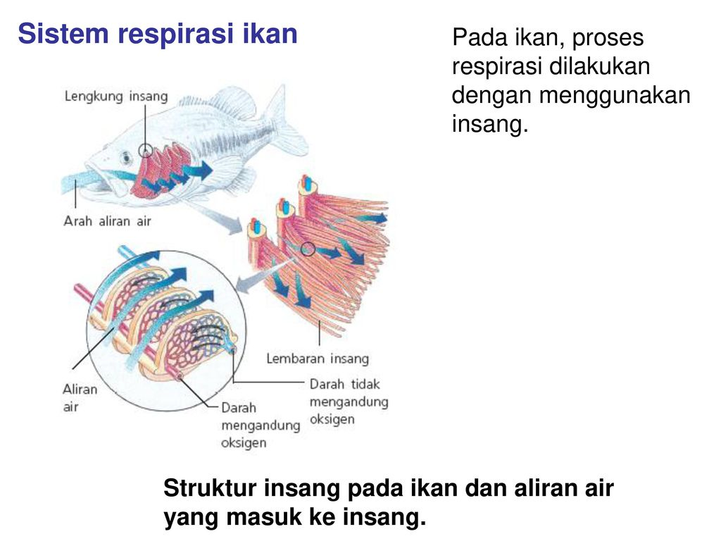 Pras Academy SD Berbagai Sistem Pernapasan Pada Hewan 