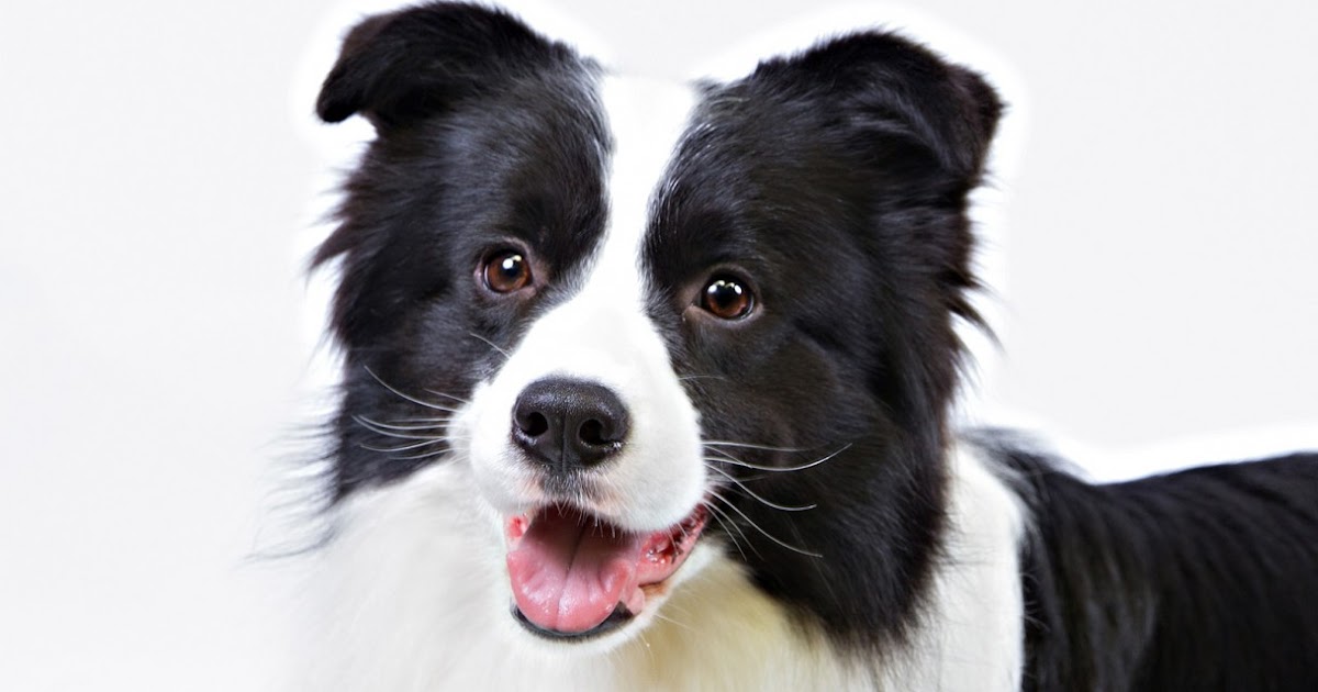 Border Collie The Pet Net