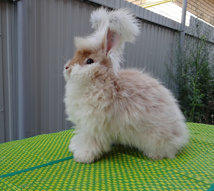 Chingum — Discover Curiosities: Angora Rabbit | The Most Fluffy Rabbit