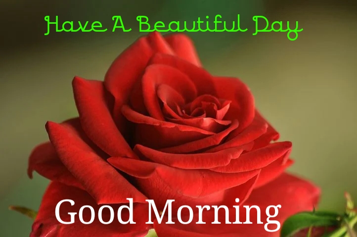 Top 10 Good Morning Ji Images greeting Pictures,Photos for Whatsapp ...