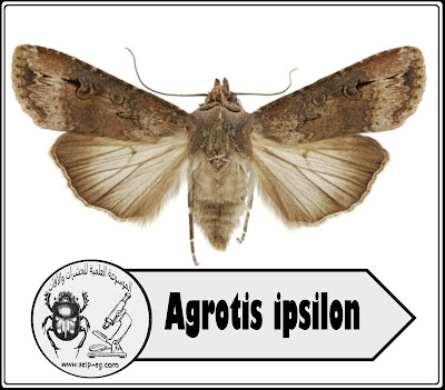 فراشة الدودة القارضة Agrotis ipsilon 