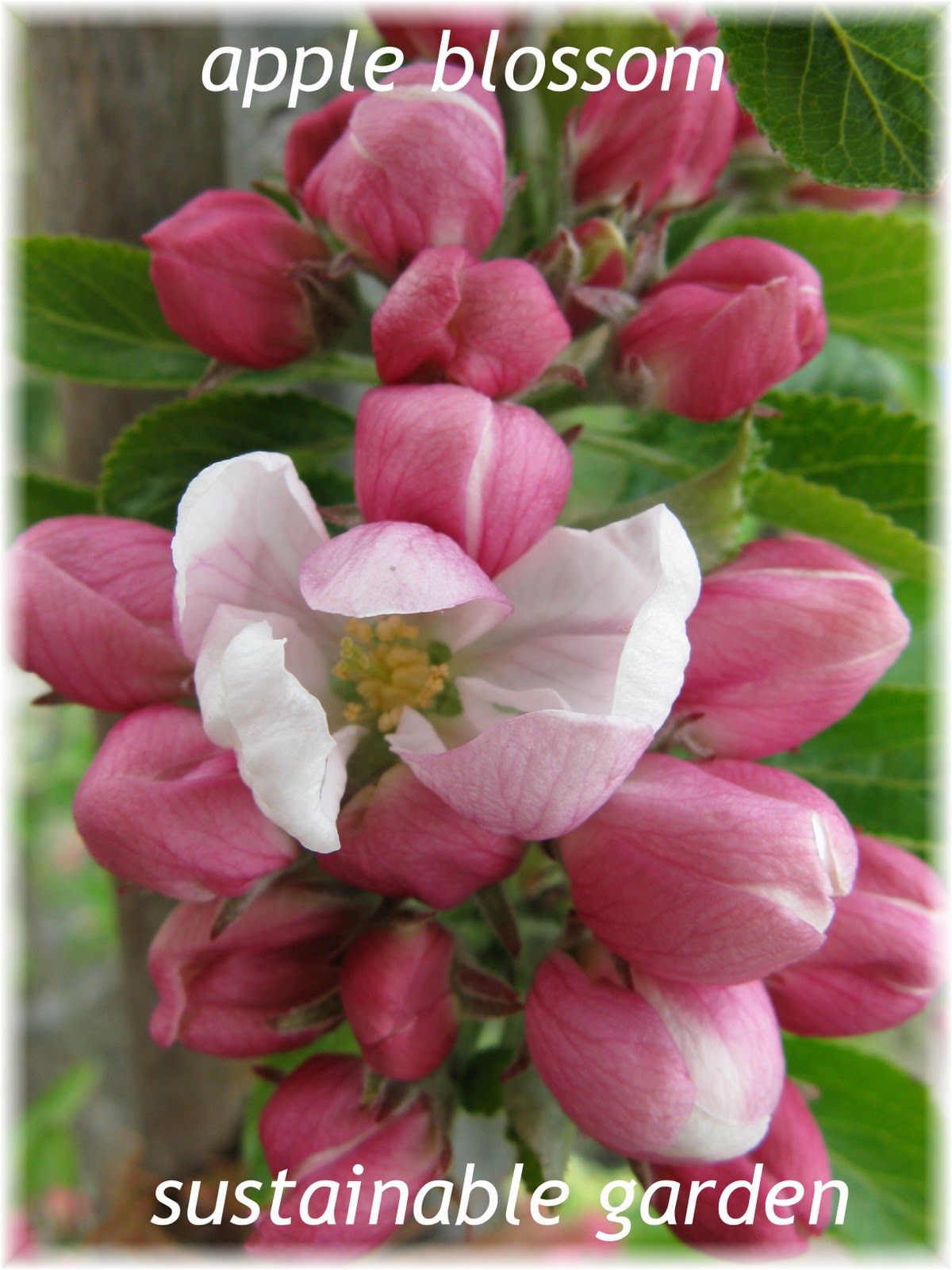 sustainable garden nottingham's heritage apple varieties