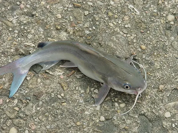tangra, tangra fish, fish farming, fish farming in bd, fish farming business, commercial fish production, commercial fish farming, commercial fish farming business, fish farming in bangladesh