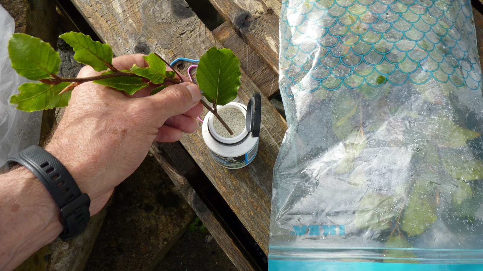 Shannon Allotments Propogating beech hedge cuttings