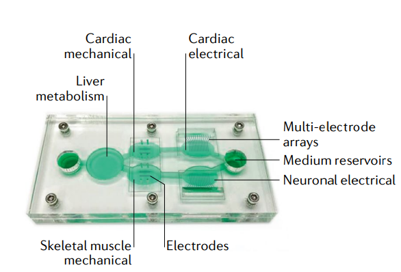 ORGANS-ON-A-CHIP