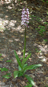 Lady Orchid, Orchis purpurea.  Ranscombe Farm County Park, 25 May 2012.