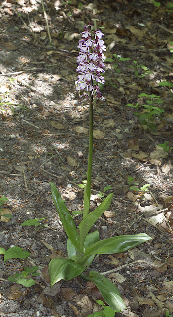 Lady Orchid, Orchis purpurea.  Ranscombe Farm County Park, 25 May 2012.