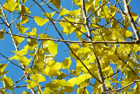 Yellow fall ginkgo leaves by Paul Jung Gardening Services in Toronto