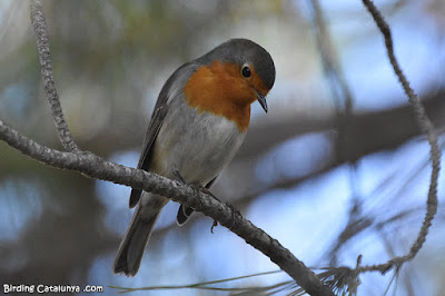 Pit-roig (Erithacus rubecula)