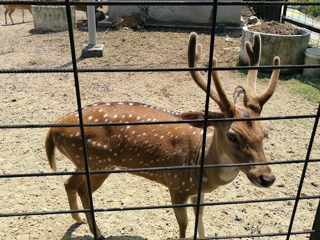 Audi Dream Farm Balik Pulau Penang Petting Zoo Feed Animal