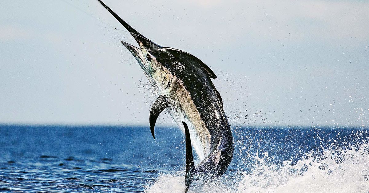 Marlin fish vs Swordfish, What is so special about Marlin fish?
