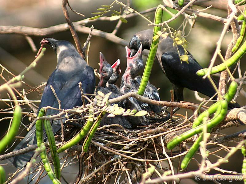 Understanding House Crows (Corvus splendens)