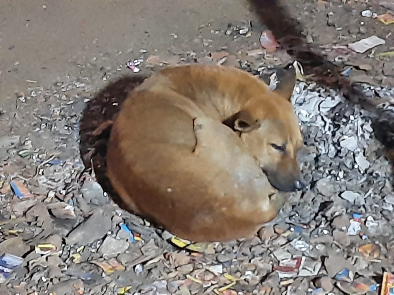 পোষ্যর অস্বাভাবিক আচরন দেখে বাড়ির ভেতরে গিয়ে প্রতিবেশিরা দেখলেন ঝুলছেন দম্পত্তি 1 পোষ্যর অস্বাভাবিক আচরন দেখে বাড়ির ভেতরে গিয়ে প্রতিবেশিরা দেখলেন ঝুলছেন দম্পত্তি
