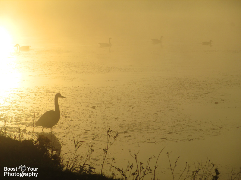 A heron's sunrise silhouette | Boost Your Photography