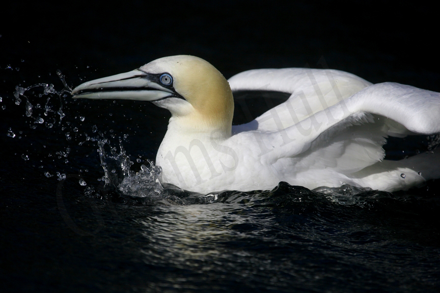 Brough Bay Association News Blog Bird Life Photos on Head by