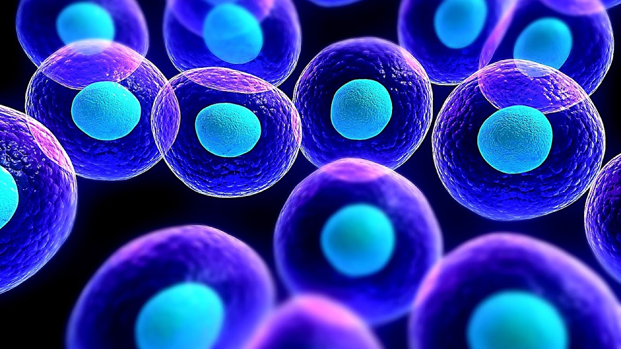 Stem Cell Therapy In Dogs Dog Choices