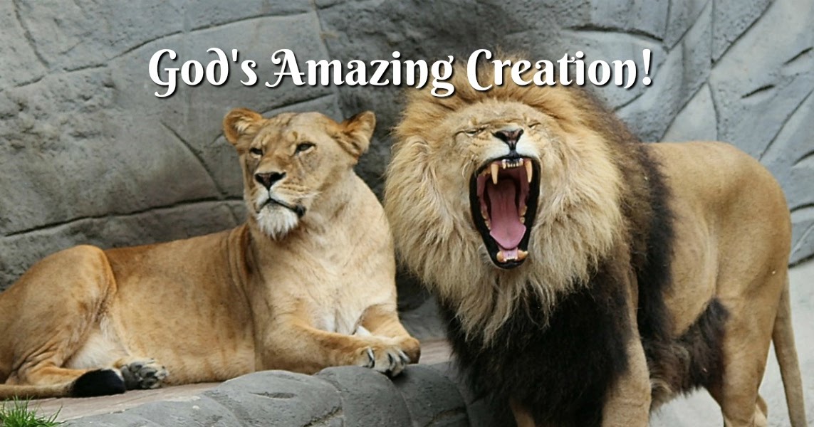 Bible Love Notes God's Creation and the Most Amazing Miracle of All!