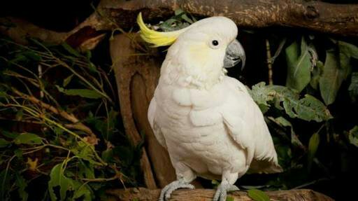 Ciri ciri Burung Kakak Tua Ciri ciri Burung Kakak Tua