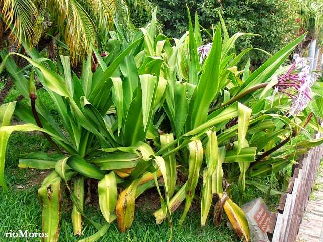 juego Solenoide Abstracción LIRIO GIGANTE: Crinum purpurascens | Plantas rioMoros