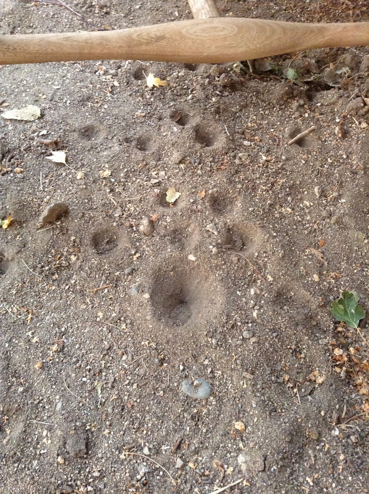 Antnappers Just Holes?