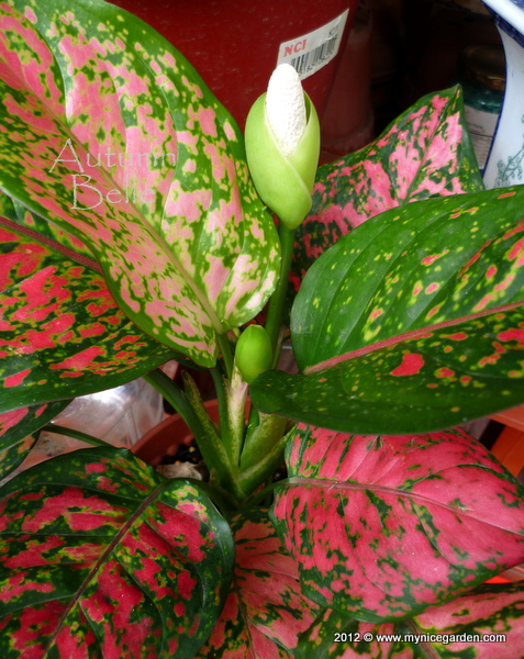 Аглаонема цветение. Аглаонема цветет. Аглаонема цветет. Аглаонема цветет. Аглаонема цветение.