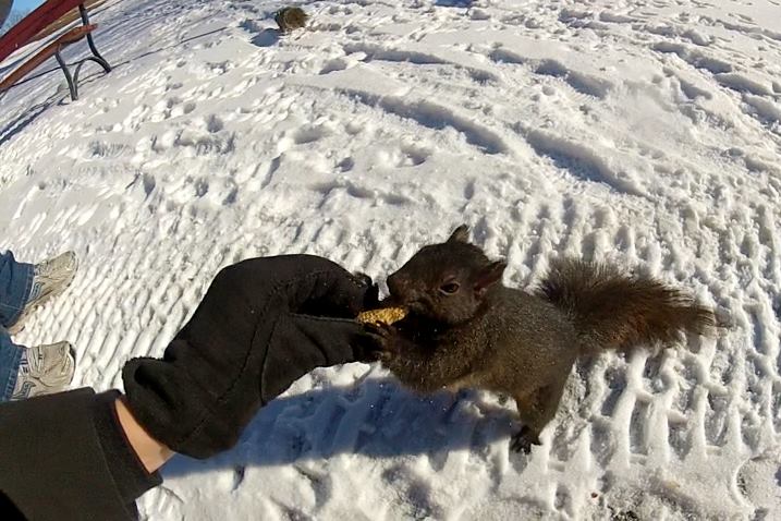 Où sont les écureuils l'hiver ?