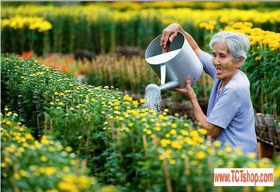 Du xuân qua các vườn hoa ở miền Tây sông nước