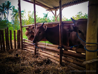 Healty Balinese Cattles In The Cage In Agricultural Area At The Village North Bali Indonesia